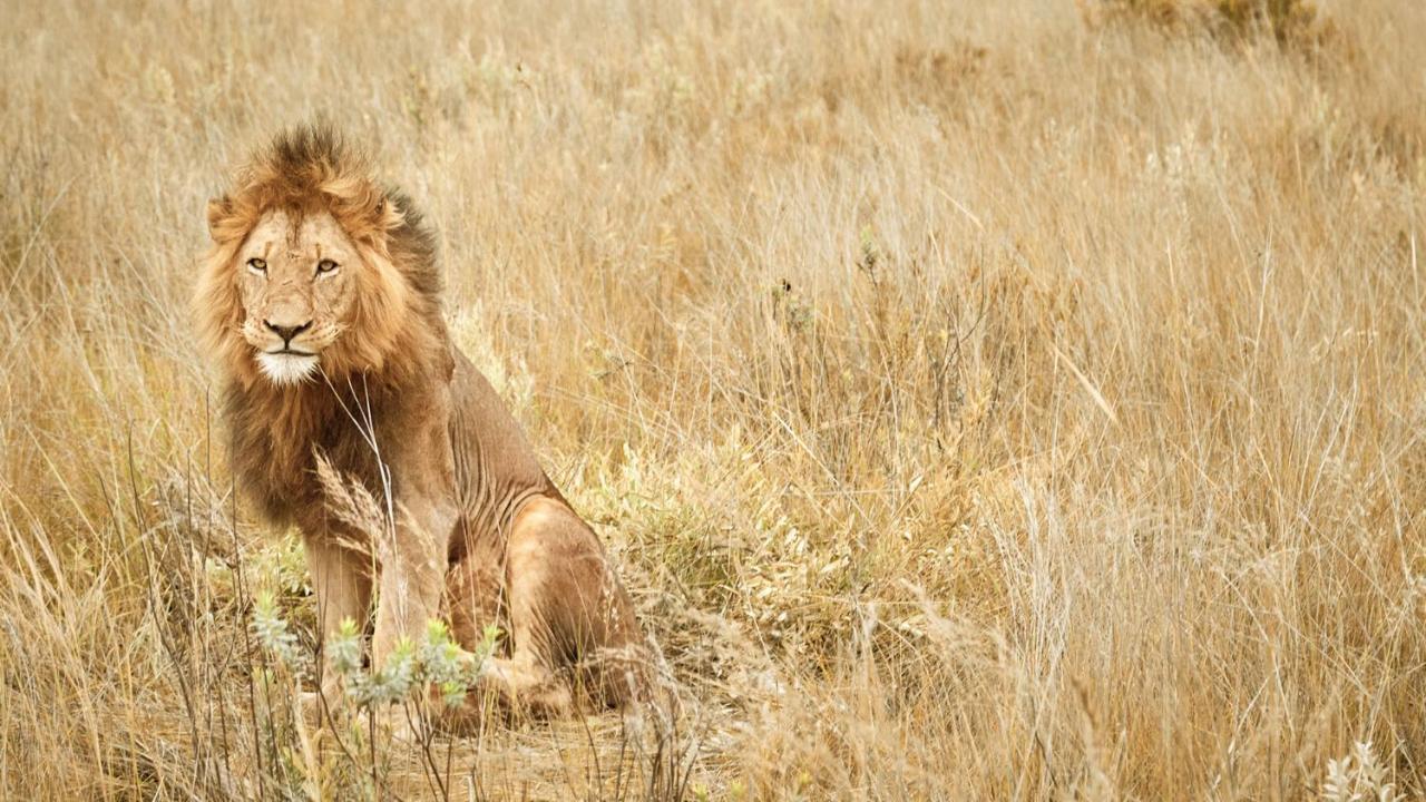 Nkomazi Game Reserve By Newmark Badplaas Zewnętrze zdjęcie