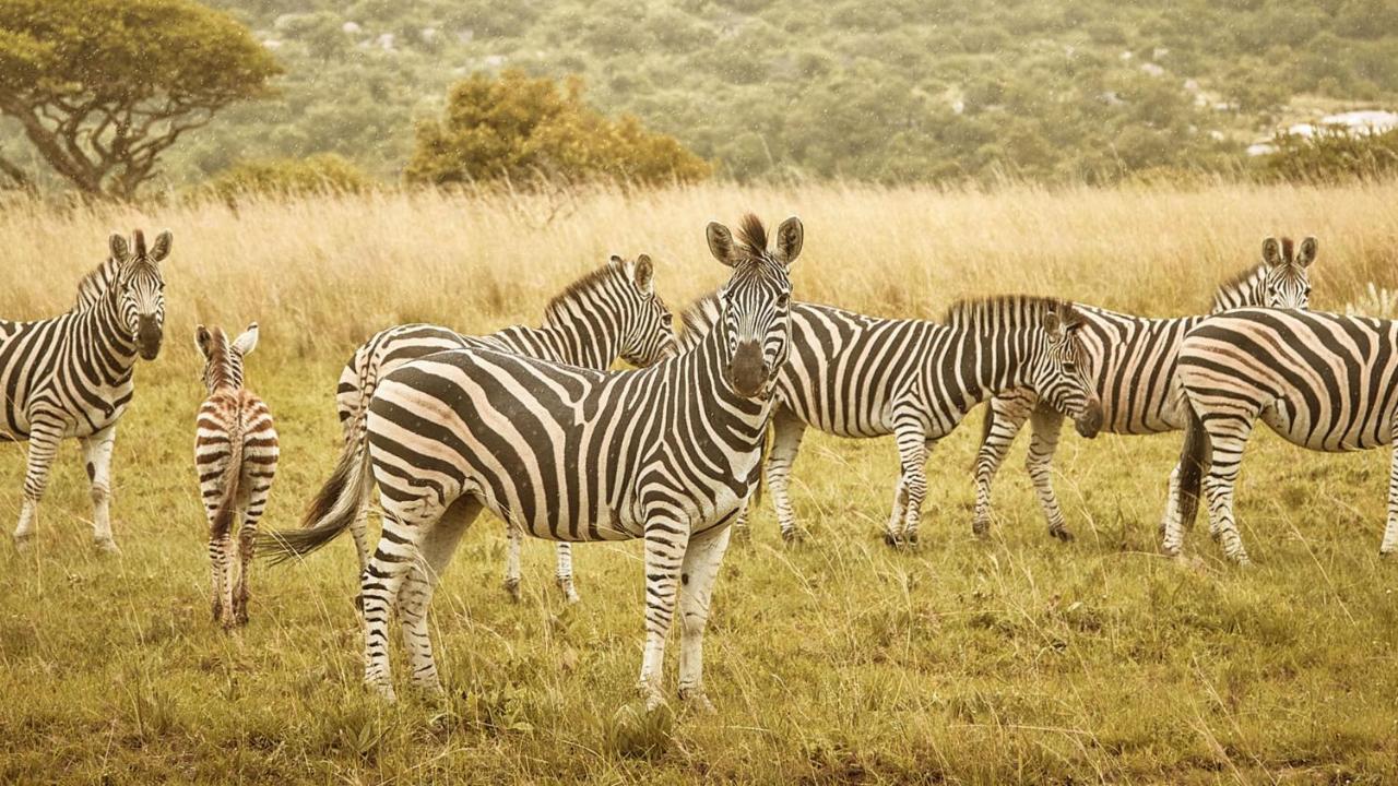 Nkomazi Game Reserve By Newmark Badplaas Zewnętrze zdjęcie