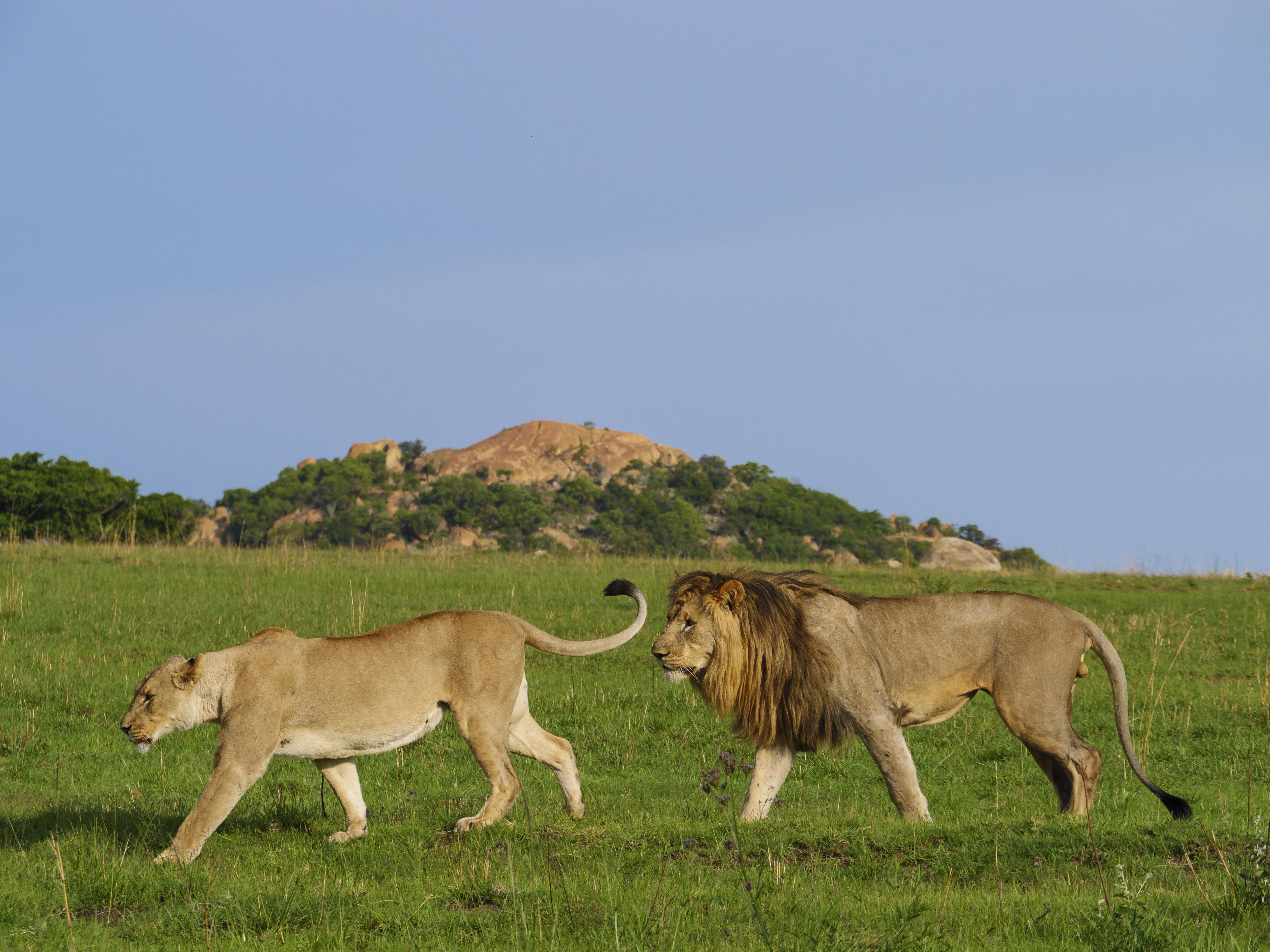 Nkomazi Game Reserve By Newmark Badplaas Zewnętrze zdjęcie