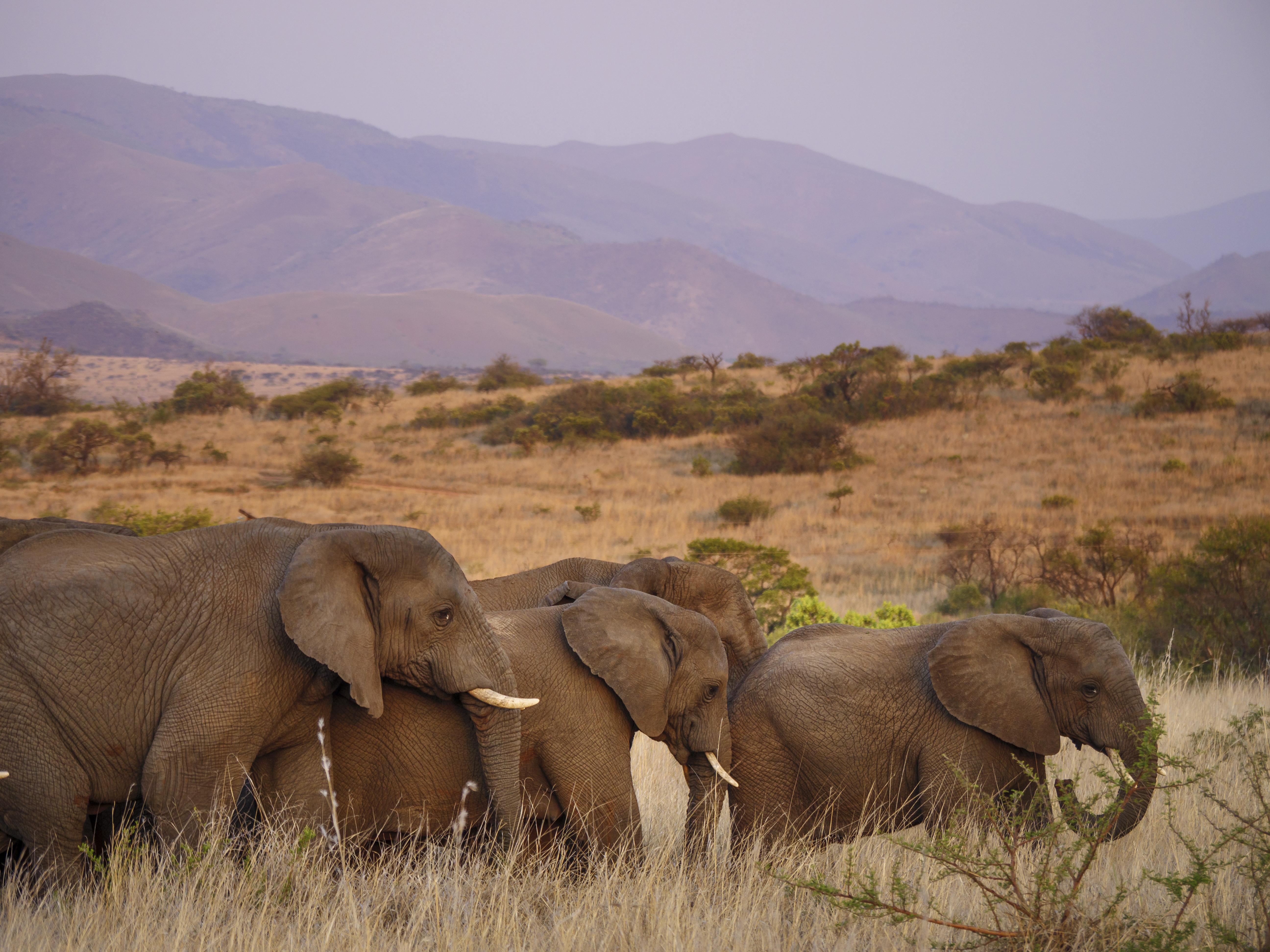 Nkomazi Game Reserve By Newmark Badplaas Zewnętrze zdjęcie