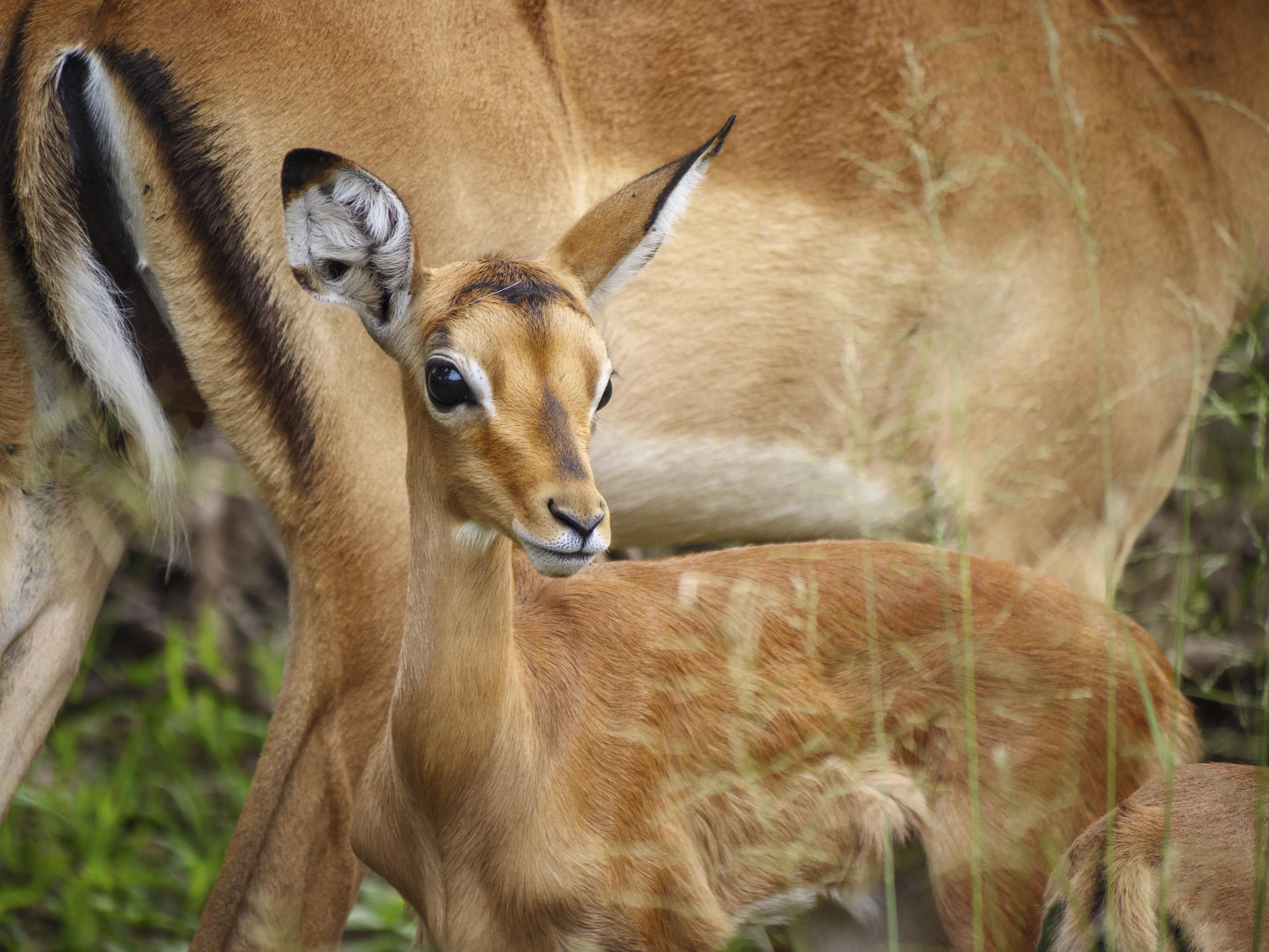 Nkomazi Game Reserve By Newmark Badplaas Zewnętrze zdjęcie