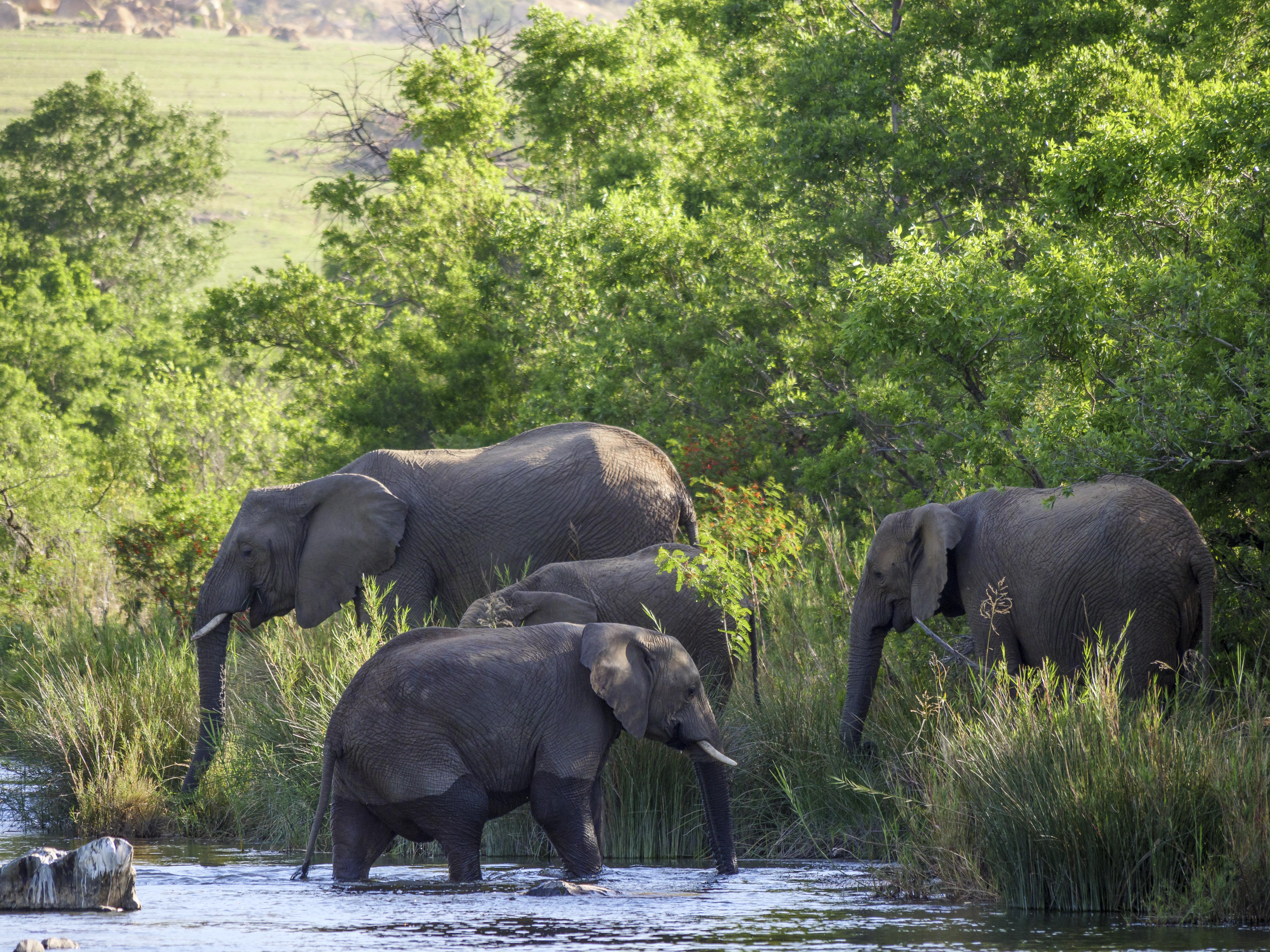 Nkomazi Game Reserve By Newmark Badplaas Zewnętrze zdjęcie